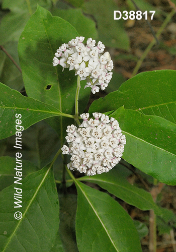 Asclepias variegata White Milkweed